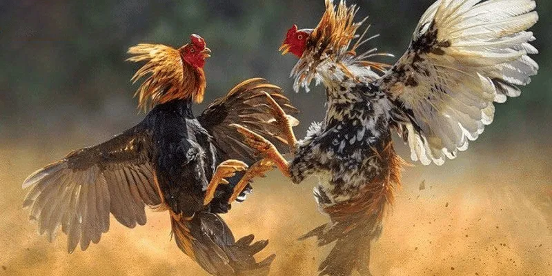 ห้อง Digmaan ที่ x5bet | สนามไก่ชนออนไลน์สุดเร้าใจ 3